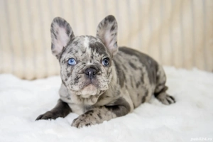 Bulldog Francez - Blue merle - posibilitate transport - buldog francez  - imagine 2