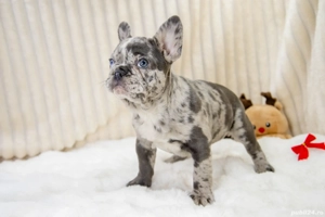 Bulldog Francez - Blue merle - ochii albaștrii - posibilitate transport - buldog francez 