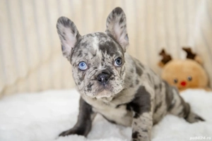 Bulldog Francez - Blue merle - posibilitate transport - buldog francez 