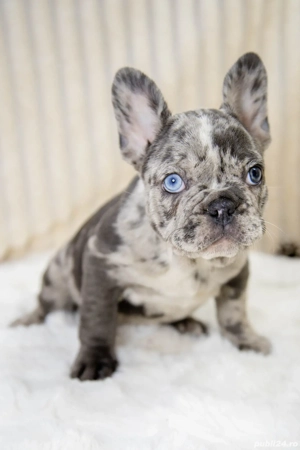 Bulldog Francez - Blue merle - posibilitate transport - buldog francez  - imagine 5