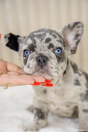 Bulldog Francez - Blue merle - ochii albaștrii - posibilitate transport - buldog francez  - imagine 5