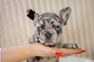 Bulldog Francez - Blue merle - ochii albaștrii - posibilitate transport - buldog francez  - imagine 4