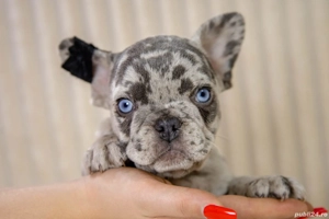 Bulldog Francez - Blue merle - ochii albaștrii - posibilitate transport - buldog francez 