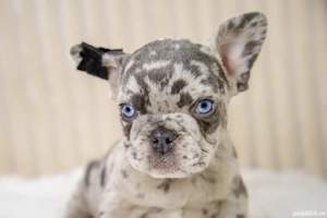 Bulldog Francez - Blue merle - ochii albaștrii - posibilitate transport - buldog francez  - imagine 3