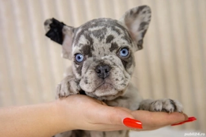 Bulldog Francez - Blue merle - ochii albaștrii - posibilitate transport - buldog francez  - imagine 2