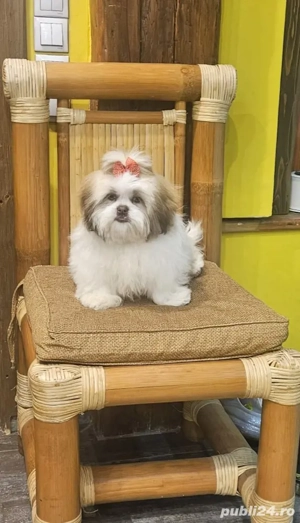Vand Shih-tzu femela 6 luni  - imagine 3