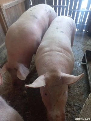Porci de vanzare 120-150kg
