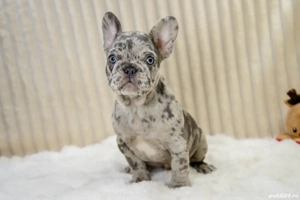Bulldog Francez - Blue Merle - posibilitate transport - buldog francez  - imagine 2