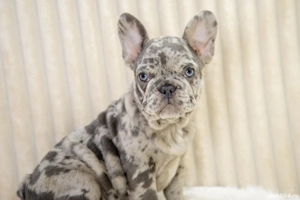Bulldog Francez - Blue Merle - posibilitate transport - buldog francez  - imagine 4
