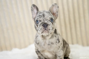 Bulldog Francez - Blue Merle - posibilitate transport - buldog francez  - imagine 3