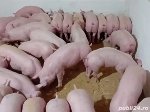 purcei de carne !  - imagine 5