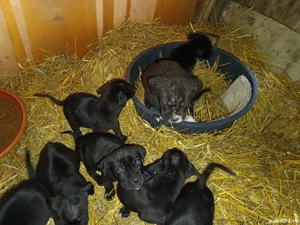 căței cane corso - imagine 4