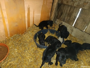 căței cane corso - imagine 3