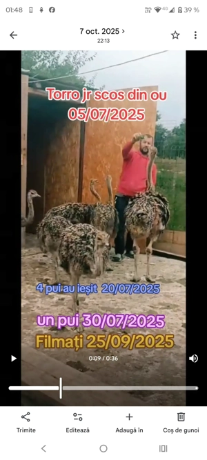 Pui de struți și struți adulți - imagine 3