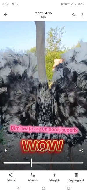 Pui de struți și struți adulți - imagine 2