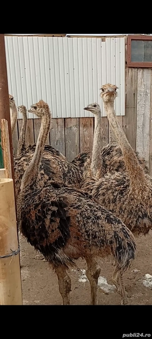 Pui de struți și struți adulți - imagine 4