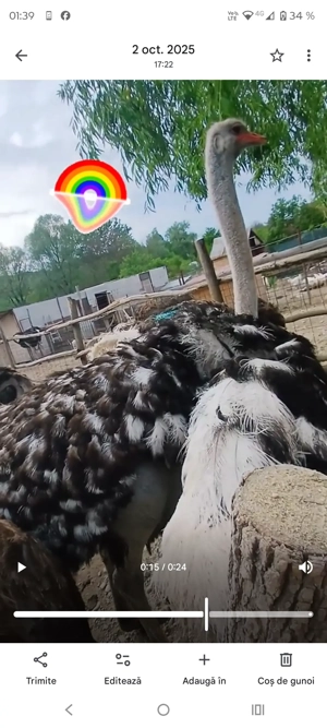 Pui de struți și struți adulți - imagine 5