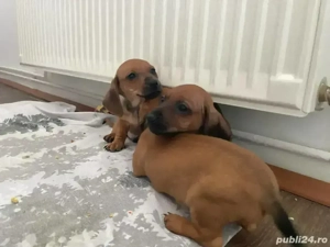 Pui Teckel 6 saptamani