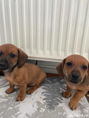 Pui Teckel 6 saptamani - imagine 3