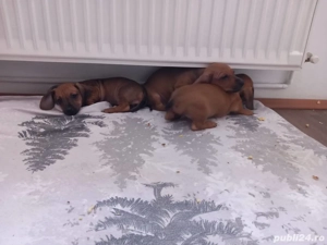 Pui Teckel 6 saptamani - imagine 2