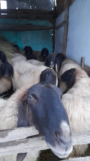 Oi rasa pura Serbia  - imagine 3