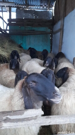 Oi rasa pura Serbia  - imagine 2