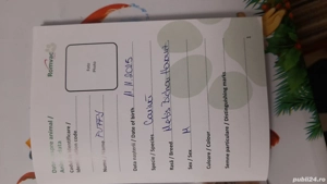 De vînzare Bichon havanez băiat 2luni