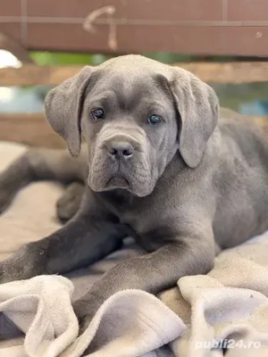 Cumpara in conditii legale un catel Cane Corso Talie mare cu genetic impresionant+TRANSPORT GRATUIT - imagine 2