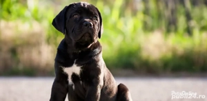 Cumpara in conditii legale un catel Cane Corso Talie mare cu genetic impresionant+TRANSPORT GRATUIT