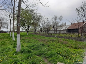 Lucernă de vânzare 