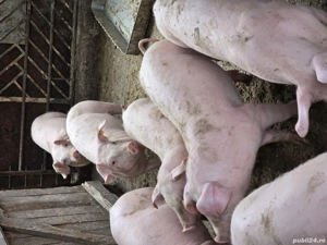 Purcei de vînzare - imagine 4