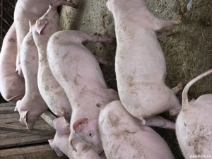 Purcei de vînzare - imagine 3