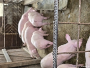 Purcei de vînzare - imagine 5