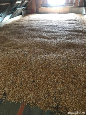 Porumb furajer - imagine 2