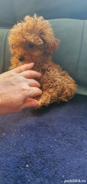 Pudel toy cu pedegree  - imagine 5