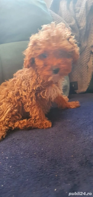 Pudel toy cu pedegree  - imagine 4