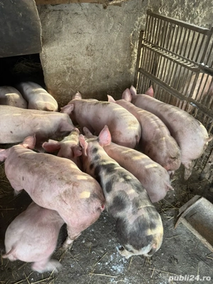 Vand Grostei 45-50 kg Durco cu Marele Alb  - imagine 3