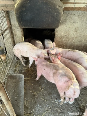 Vand Grostei 45-50 kg Durco cu Marele Alb  - imagine 5