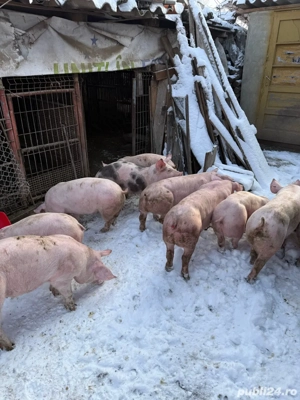 Vand Grostei 45-50 kg Durco cu Marele Alb  - imagine 2