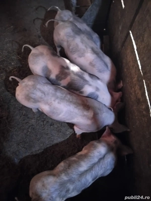 Vând soldei pietran 40-45 kg  - imagine 3