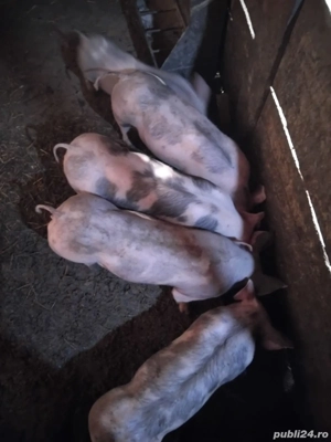 Vând soldei pietran 40-45 kg  - imagine 2