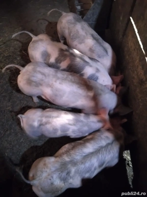 Vând soldei pietran 40-45 kg 