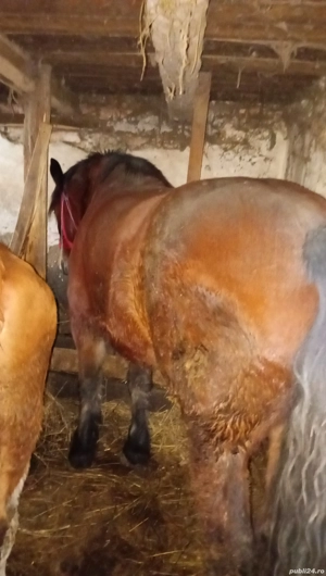 cal de vânzare  - imagine 4