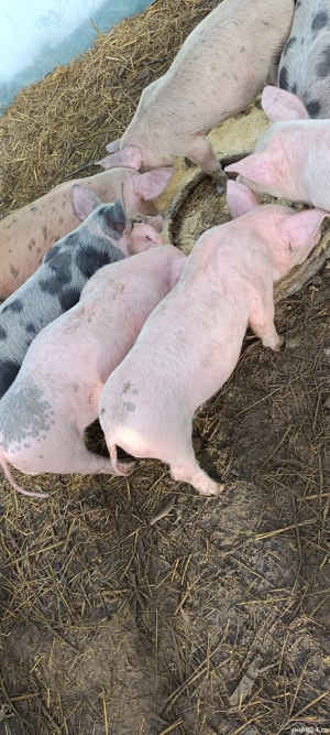 Purcei de vânzare... - imagine 3