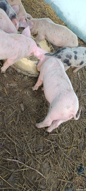 Purcei de vânzare... - imagine 2