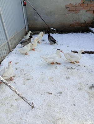 Vând rate  - imagine 2