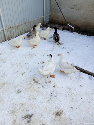 Vând rate  - imagine 3