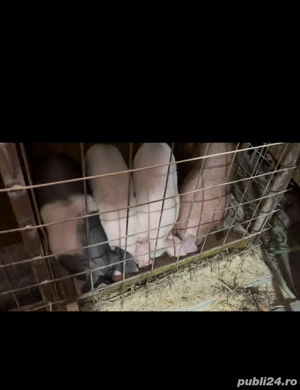 Purcei deparazitati - imagine 2