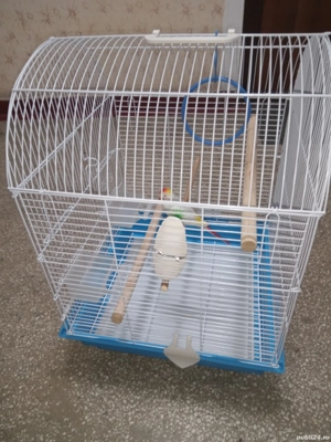 Cușcă papagal.De vânzare 