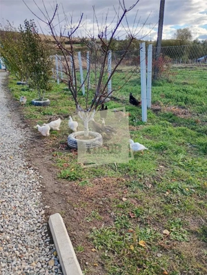 Gradina de vanzare cu apa si curent 700 mp in Sura Mare